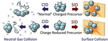 Graphical abstract: Impact of charge state on gas-phase behaviors of noncovalent protein complexes in collision induced dissociation and surface induced dissociation