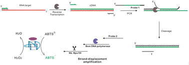 Graphical abstract: RNA pathogen detection with one-step reverse transcription PCR and strand-displacement based signal amplification
