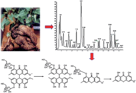 Graphical abstract: Identification of new dianthrone glycosides from Polygonum multiflorum Thunb. using high-performance liquid chromatography coupled with LTQ-Orbitrap mass spectrometry detection: a strategy for the rapid detection of new low abundant metabolites from traditional Chinese medicines