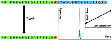 Graphical abstract: A mass spectrometric assay for the quantification of neuropeptide PYY in plasma