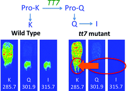 Graphical abstract: Mass spectrometric imaging as a high-spatial resolution tool for functional genomics: Tissue-specific gene expression of TT7 inferred from heterogeneous distribution of metabolites in Arabidopsis flowers