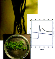 Graphical abstract: Non-invasive monitoring of temperature stress in Arabidopsis thaliana roots, using ion amperometry