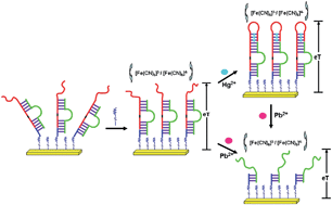 Graphical abstract: Impedimetric DNA sensor for detection of Hg2+ and Pb2+