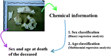 Graphical abstract: Elemental analysis of burnt human bone for classifying sex and age at death by logistic regression