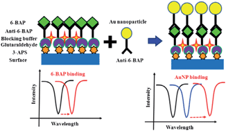 Graphical abstract: Detection of 6-benzylaminopurine plant bioregulator using an opto-fluidic ring resonator (OFRR) biosensor