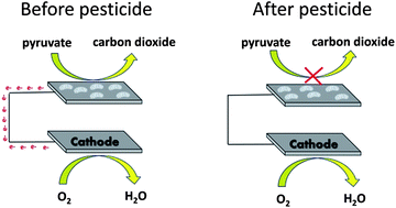 Graphical abstract: Mitochondrial-based voltammetric sensor for pesticides