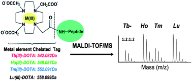 Graphical abstract: Multiplex relative quantitation of peptides and proteins using amine-reactive metal element chelated tags coupled with mass spectrometry