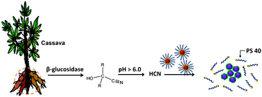 Graphical abstract: Using polysorbate 40-stabilized gold nanoparticles in colorimetric assays of hydrogen cyanide in cyanogenic glycoside-containing plants