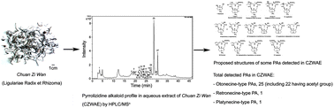 Graphical abstract: Pyrrolizidine alkaloid profile in a traditional Chinese herbal medicine Chuan Zi Wan (Ligulariae Radix et Rhizoma) by liquid chromatography/electrospray ionization ion trap mass spectrometry