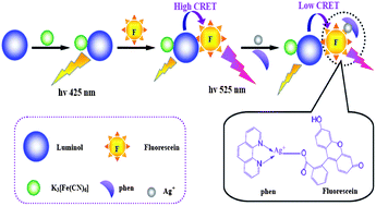 Graphical abstract: Nonenzymatic chemiluminescence resonance energy transfer: an efficient technique for selective and sensitive detection of silver ion