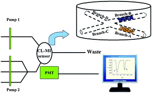 Graphical abstract: Multi-branch chemiluminescence–molecular imprinting sensor for sequential determination of carbofuran and omethoate in foodstuff