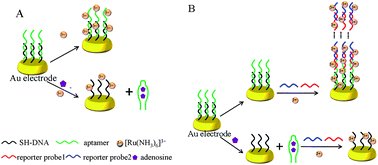 Graphical abstract: A label-free and sensitive supersandwich electrochemical biosensor for small molecule detection based on target-induced aptamer displacement