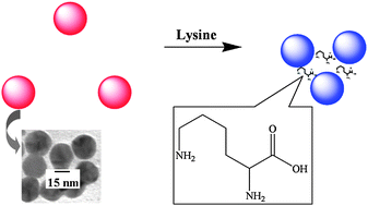 Graphical abstract: Colorimetric detection of lysine using gold nanoparticles aggregation