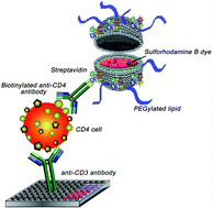 Graphical abstract: Engineering liposomes as detection reagents for CD4+ T-cells