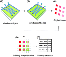 Graphical abstract: Matrix-localization for fast analysis of arrayed microfluidic immunoassays