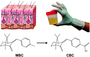 Graphical abstract: A solid-phase extraction liquid chromatography-tandem mass spectrometry method for the percutaneous absorption assessment of 3-(4′-methylbenzylidene)camphor via human urine analysis