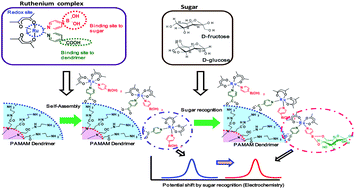 Graphical abstract: Electrochemical sugar recognition using a ruthenium complex with boronic acid assembled on polyamidoamine (PAMAM) dendrimer