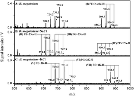 Graphical abstract: Lipid fingerprinting of Bacillus spp. using online MALDI-TOF mass spectrometry