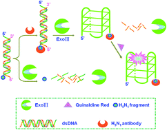 Graphical abstract: Terminal protection G-quadruplex-based turn-on fluorescence biosensor for H5N1 antibody