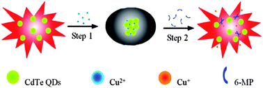 Graphical abstract: A rapid and sensitive spectrofluorometric method for 6-mercaptopurine using CdTe quantum dots