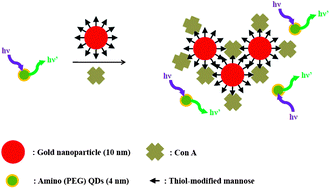 Graphical abstract: Detection of concanavalin A based on attenuated fluorescence resonance energy transfer between quantum dots and mannose-stabilized gold nanoparticles
