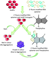 Graphical abstract: Gold nanoparticles based colorimetric aptasensor for theophylline