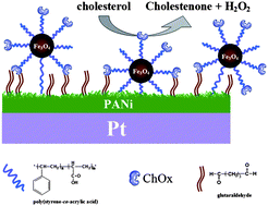 Graphical abstract: Covalent immobilization of cholesterol oxidase and poly(styrene-co-acrylic acid) magnetic microspheres on polyaniline films for amperometric cholesterol biosensing