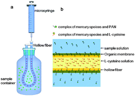 Graphical abstract: Improved hollow fiber supported liquid–liquid–liquid membrane microextraction for speciation of inorganic and organic mercury by capillary electrophoresis