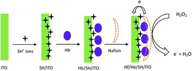 Graphical abstract: Indium tin oxide electrode modified by a SH+ ion implantation technique for direct electrocatalytic sensing of hydrogen peroxide