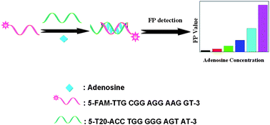 Graphical abstract: Direct fluorescence polarization aptamer-based assay for the determination of adenosine