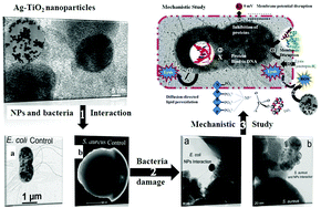 Graphical abstract: A progressive approach on inactivation of bacteria using silver–titania nanoparticles