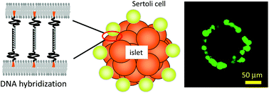 Graphical abstract: Immobilization of Sertoli cells on islets of Langerhans