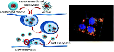 Graphical abstract: Effect of shell-crosslinking of micelles on endocytosis and exocytosis: acceleration of exocytosis by crosslinking