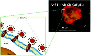 Graphical abstract: Ambient temperature synthesis of citrate stabilized and biofunctionalized, fluorescent calcium fluoride nanocrystals for targeted labeling of cancer cells