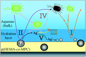 Graphical abstract: Bioinspired phosphorylcholine containing polymer films with silver nanoparticles combining antifouling and antibacterial properties