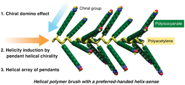 Graphical abstract: Helical polymer brushes with a preferred-handed helix-sense triggered by a terminal optically active group in the pendant