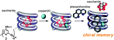 Graphical abstract: Copper(ii)/phenanthroline-mediated CD-enhancement and chiral memory effect on a meta-ethynylpyridine oligomer