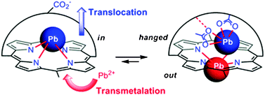Graphical abstract: Translocation-coupled transmetalation at the origin of a dinuclear lead porphyrin complex: implication of a hanging-atop coordination mode