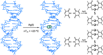 Graphical abstract: Metal ion-binding properties of DNA duplexes containing thiopyrimidine base pairs