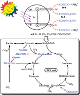 Graphical abstract: Photocatalytic reversible amination of α-keto acids on a ZnS surface: implications for the prebiotic metabolism