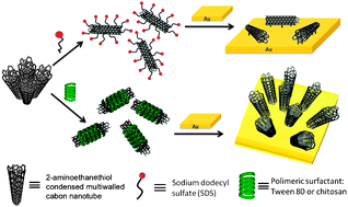 Graphical abstract: Vertical self-assembly of modified multiwalled carbon nanotubes on gold surfaces induced by chitosan and Tween