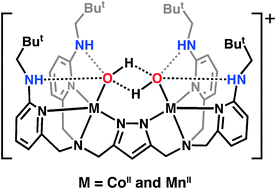 Graphical abstract: Preparation and structures of dinuclear complexes containing MII–OH centers
