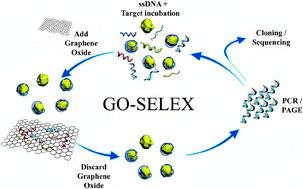 Graphical abstract: Immobilization-free screening of aptamers assisted by graphene oxide