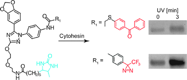 Graphical abstract: A trifluoromethylphenyl diazirine-based SecinH3 photoaffinity probe