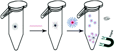 Graphical abstract: Simple, rapid, homogeneous oligonucleotides colorimetric detection based on non-aggregated gold nanoparticles