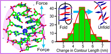 Graphical abstract: Intramolecular folding in three tandem guanine repeats of human telomeric DNA