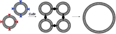 Graphical abstract: Clickosomes—using triazole-linked phospholipid connectors to fuse vesicles