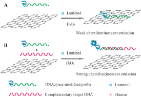 Graphical abstract: Chemiluminescence biosensors for DNA detection using graphene oxide and a horseradish peroxidase-mimicking DNAzyme