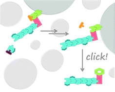 Graphical abstract: A universal strategy for preparing protected C-terminal peptides on the solid phase through an intramolecular click chemistry-based handle