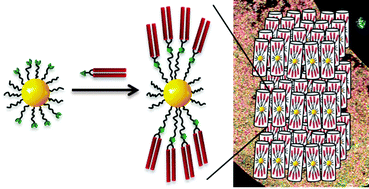 Graphical abstract: Design of liquid-crystalline gold nanoparticles by click chemistry